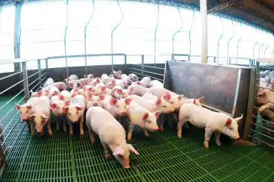 Argentina marcó un récord histórico en faena y producción de carne porcina