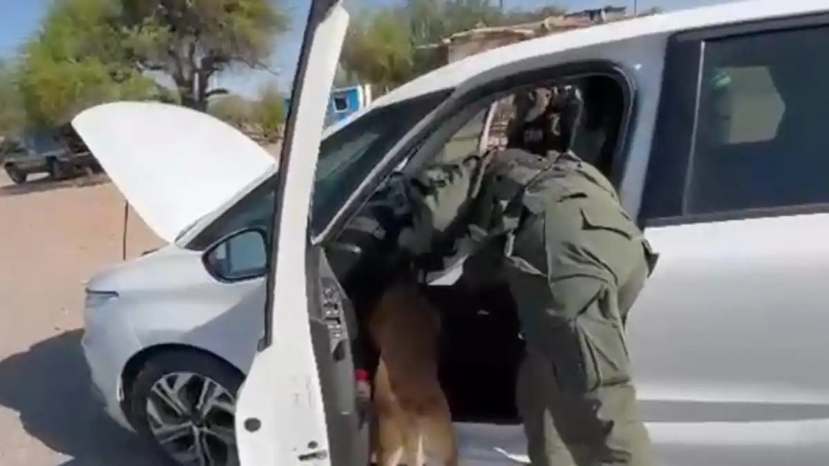 MOMENTO CLAVE. El perro detecta la cocaína oculta debajo de las alfombras del auto que fue detenido en Catamarca.
