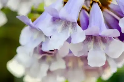 Las flores más representativas de Argentina , según la inteligencia artificial de ChatGPT