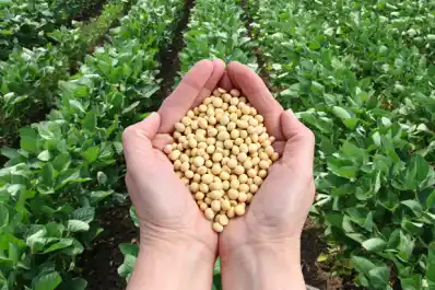 Avalan dos eventos vegetales genéticamente modificados