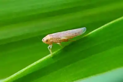 Las poblaciones de dalbulus maidis disminuyen en el país, de acuerdo a la red de monitoreo