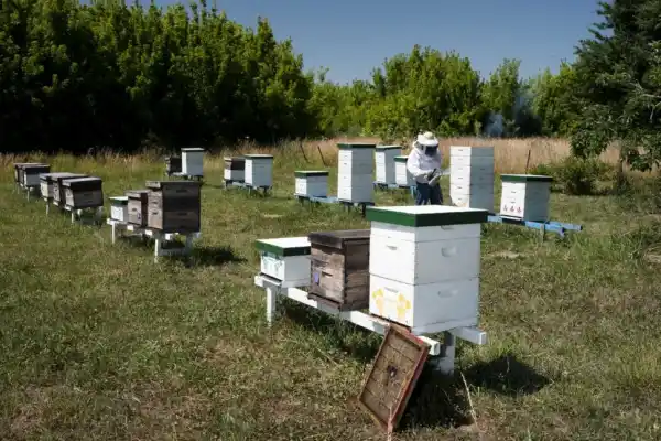 El Senasa busca evitar el ingreso de una plaga a colmenas del país