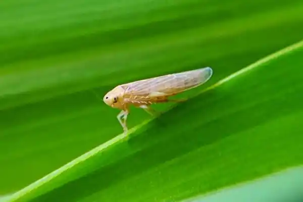 Las poblaciones de dalbulus maidis disminuyen en el país, de acuerdo a la red de monitoreo