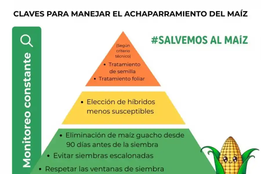 Los actores de la cadena del maíz se reunieron en pos de estrategias para fortalecer el cultivo
