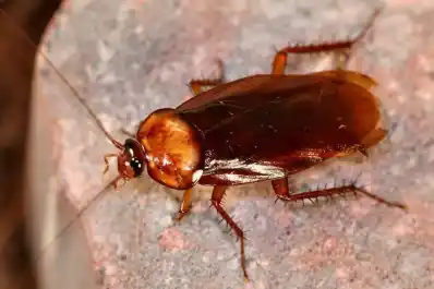 ¿Qué significa encontrar cucarachas en casa, según el Feng Shui?