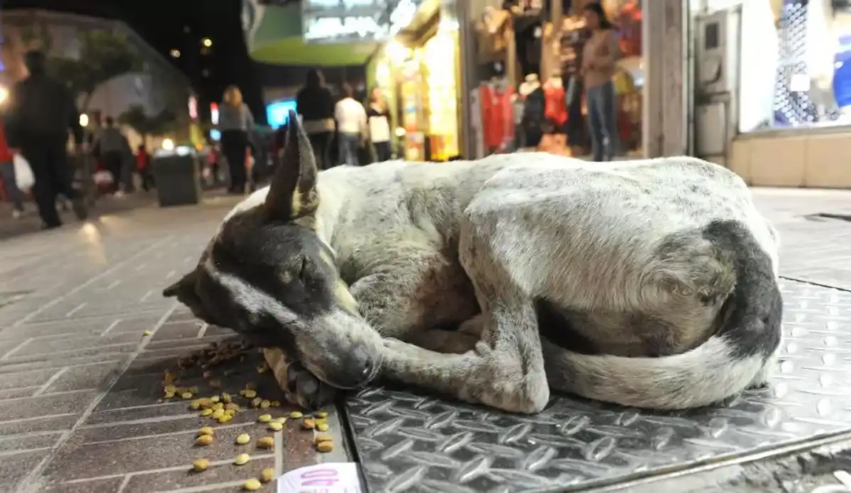 PERRITOS CALLEJEROS. En la Argentina todavía miles de perros viven en la calle y sigue siendo un problema sin resolver.
