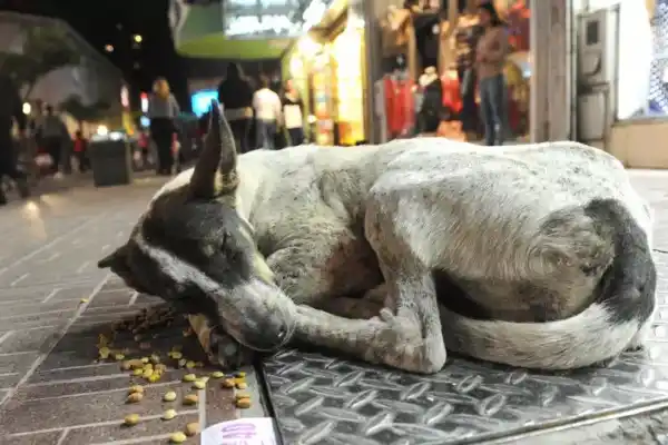Qué hizo Países Bajos para terminar con la superpoblación de perros callejeros