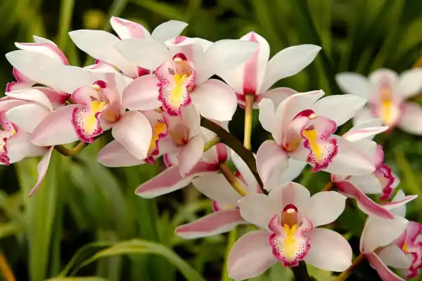 La 22ª Exposición de Orquídeas se llevará a cabo este fin de semana en Yerba Buena