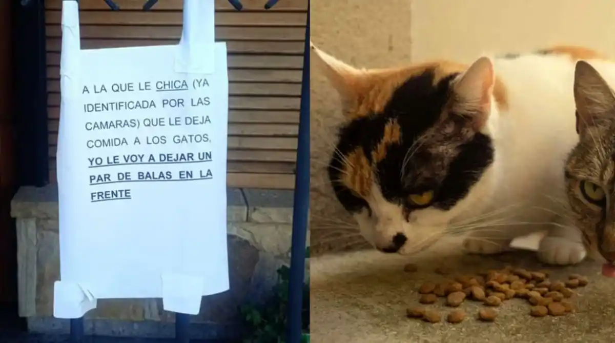 Un vecino amenazó de muerte a una joven por alimentar a los gatos callejeros: "Balas en la frente"
