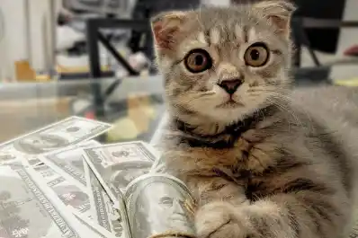 De la miseria a la fortuna: Tomassino, el gato rescatado que heredó millones
