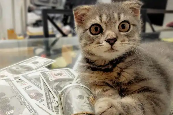 De la miseria a la fortuna: Tomassino, el gato rescatado que heredó millones