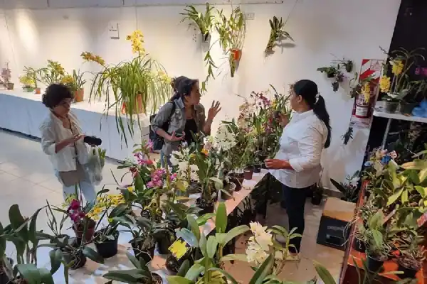 Expo Orquídeas en Yerba Buena: un mundo de belleza, pasión y cultura para descubrir este fin de semana