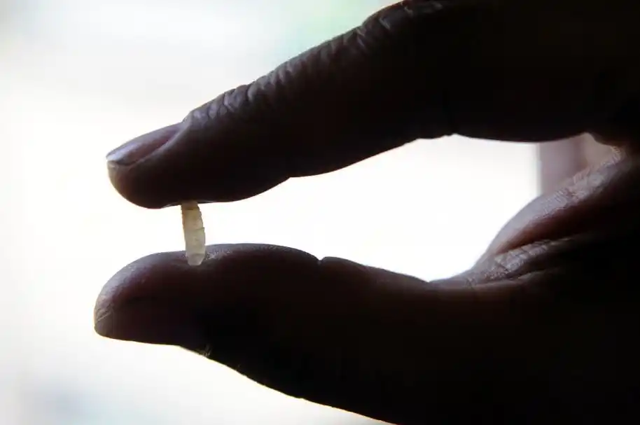 Una fecha, la paella que no es y 10.000 años de historia dentro de un grano