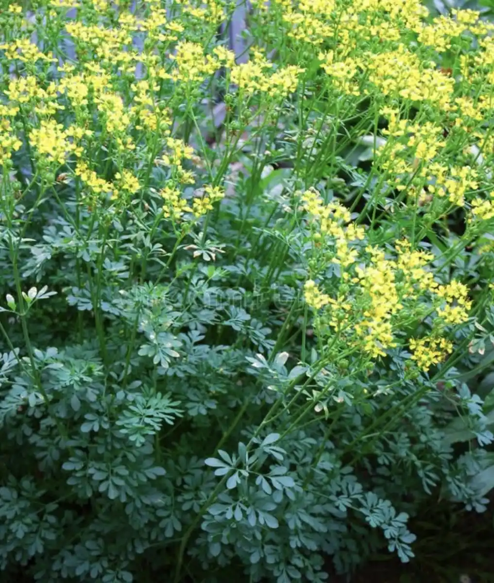 LifeStyle: Tu jardín, medicina natural