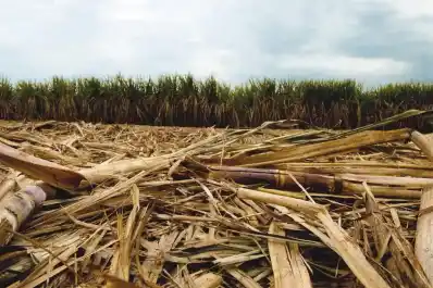 La Eeaoc investiga alternativas más sostenibles de fertilización en caña de azúcar
