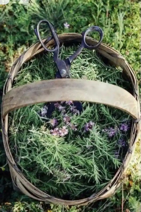 LifeStyle: Tu jardín, medicina natural