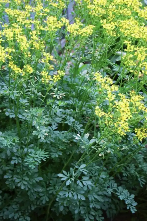 LifeStyle: Tu jardín, medicina natural