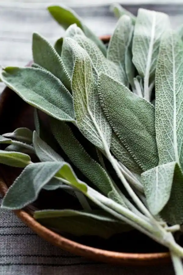 LifeStyle: Tu jardín, medicina natural