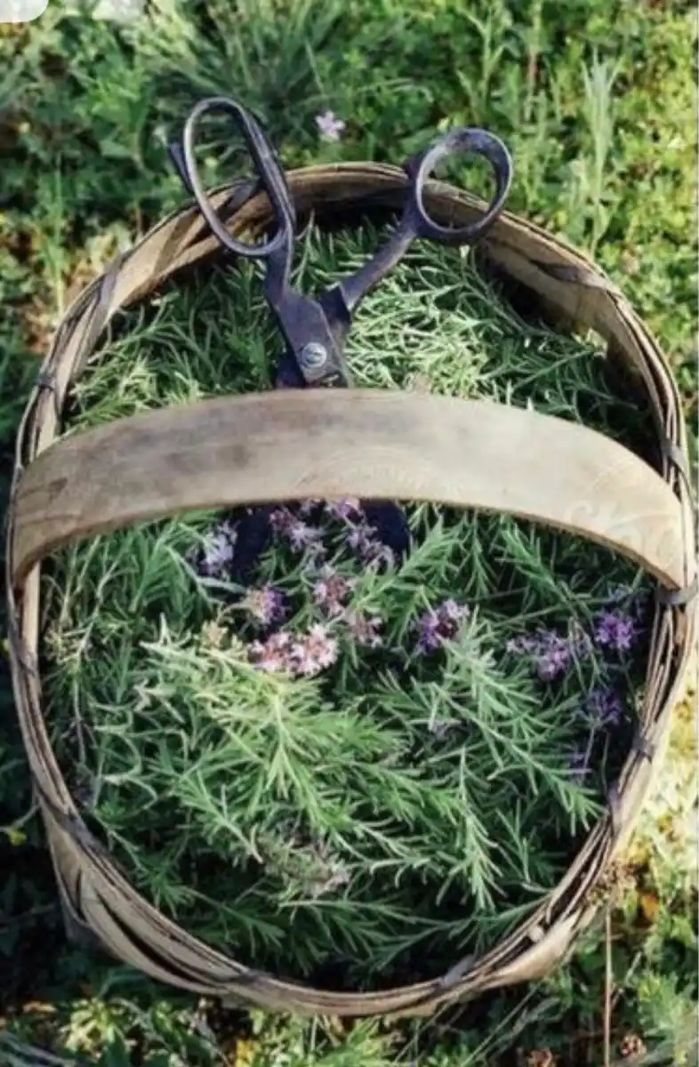 LifeStyle: Tu jardín, medicina natural