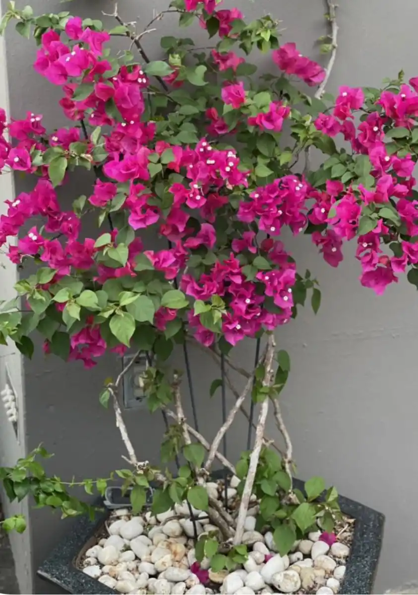 LifeStyle: Tu jardín, medicina natural