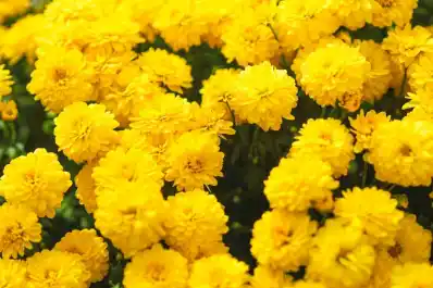 ¿Cuál es el verdadero significado de regalar flores amarillas el 21 de septiembre?