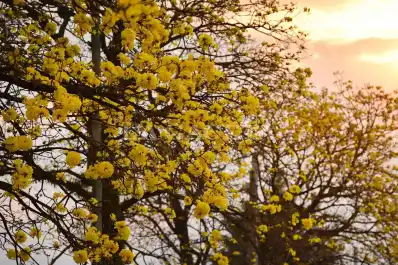 El amarillo domina Tucumán: el video primaveral que arrasa en las redes sociales