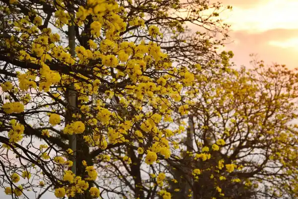 El amarillo domina Tucumán: el video primaveral que arrasa en las redes sociales