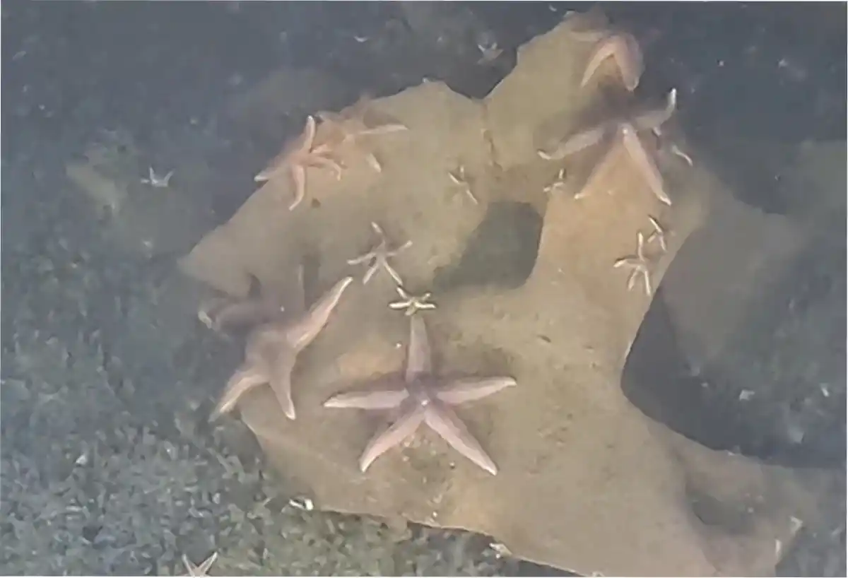Un sumergible submarino detectó cangrejos, gusanos y peces prosperando sobre las ojivas, superando incluso en número a las criaturas que acechan en los fondos marinos circundantes. Grupo de Monitoreo de DeepSea/AFP vía Getty Images