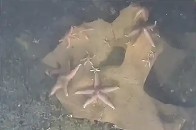 Encontraron vida marina entre los explosivos de la Segunda Guerra Mundial