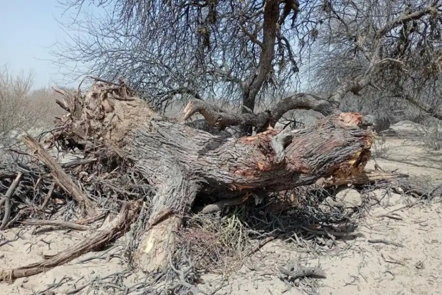 ÁRBOLES EXTRAÍDOS. El daño medioambiental también es considerable.