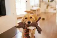 Pequeños brillantes: algunos perros pueden clasificar sus juguetes por su función, según un estudio