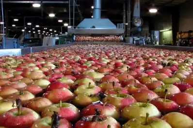 Latinoamérica pasó a ser el principal mercado para manzanas y peras argentinas
