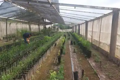 Tucumán: decomiso en un vivero cítrico no registrado