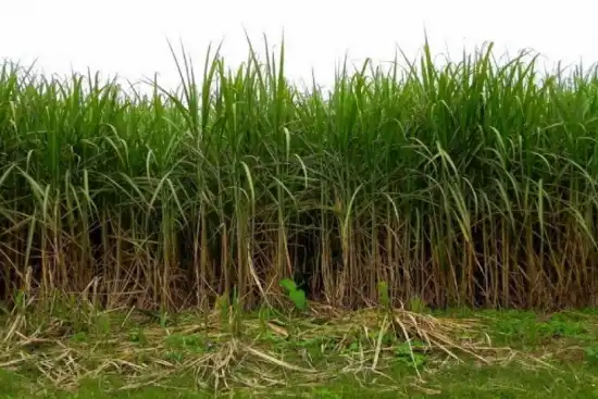 Entrar a los campos es una odisea": las lluvias retrasan la zafra azucarera y la trilla de granos