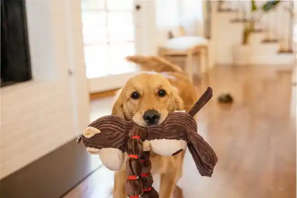Cómo y dónde funciona la castración gratuita de gatos y perros en Tucumán y por qué no se admiten animales en ciertas condiciones