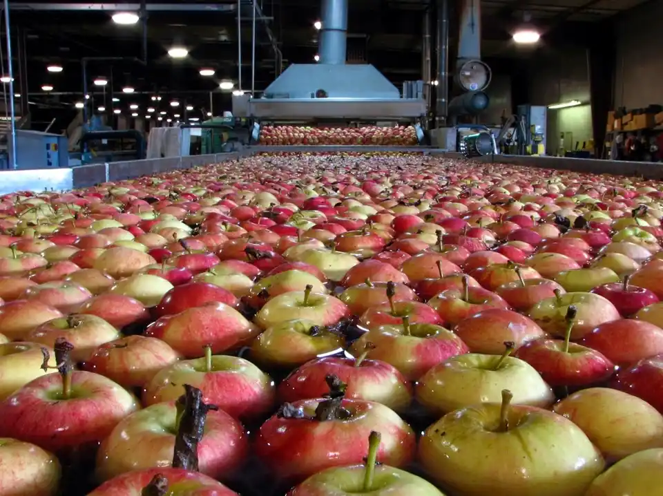UN “GIGANTE”. Brasil es el principal mercado latino: en 2024 importó 150.000 t de peras y la misma cantidad de manzanas; en 2020 había comprado 90.000 t de peras y 30.000 t de manzanas.