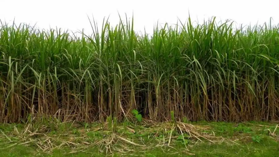 CAÑAVERALES. Una producción con muchos propietarios