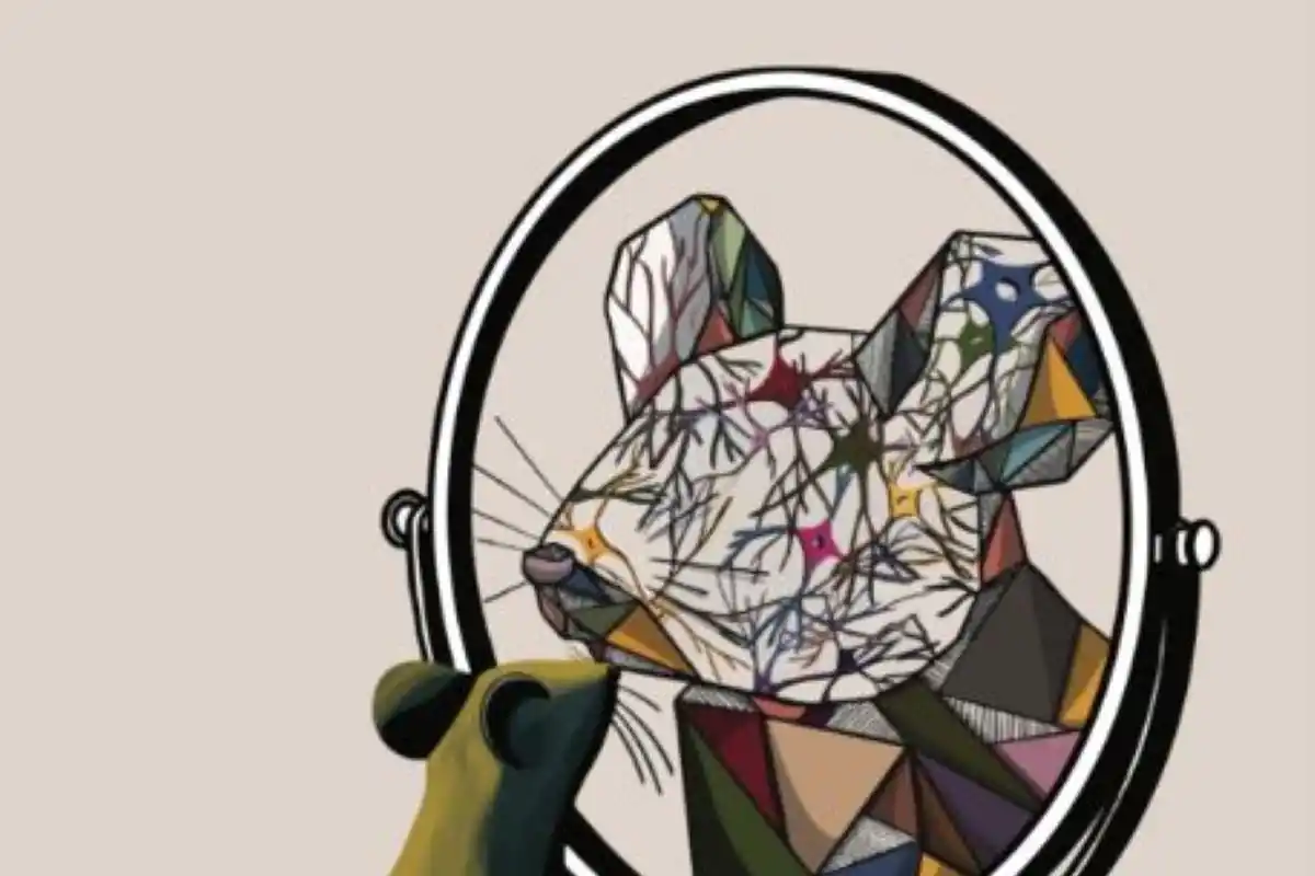 OBSERVACIÓN. Las expresiones faciales pueden calcular los procesos internos del cerebro.