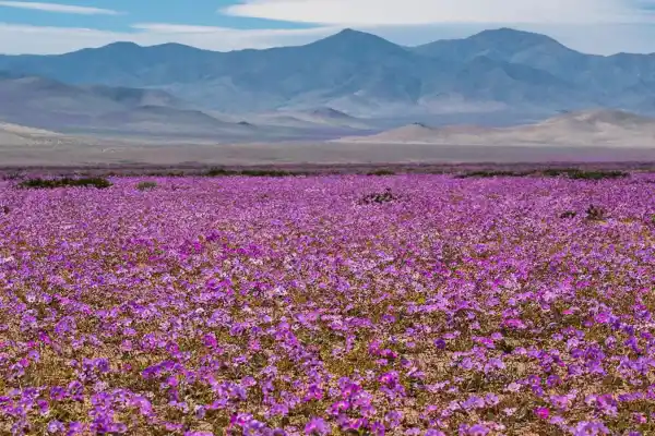 600x400_desierto-florido-2025-donde-viajar-fechas-ver-espectaculo-natural-chile-1105669-145643.webp