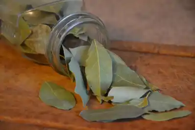 ¿Dónde debés poner una hoja de laurel para asegurarte de tener abundancia y dinero en octubre?