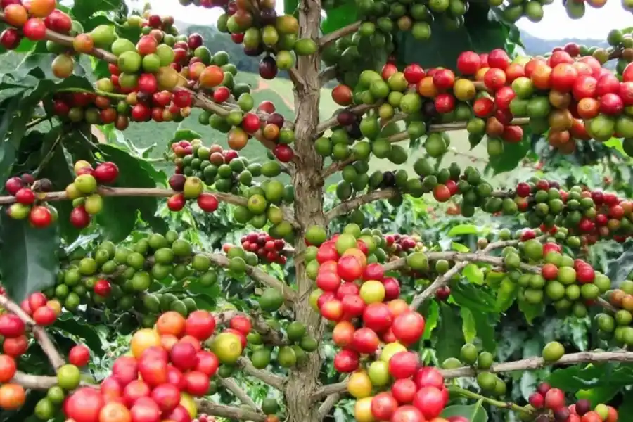 Cómo es el programa provincial que busca impulsar la producción de café en Tucumán