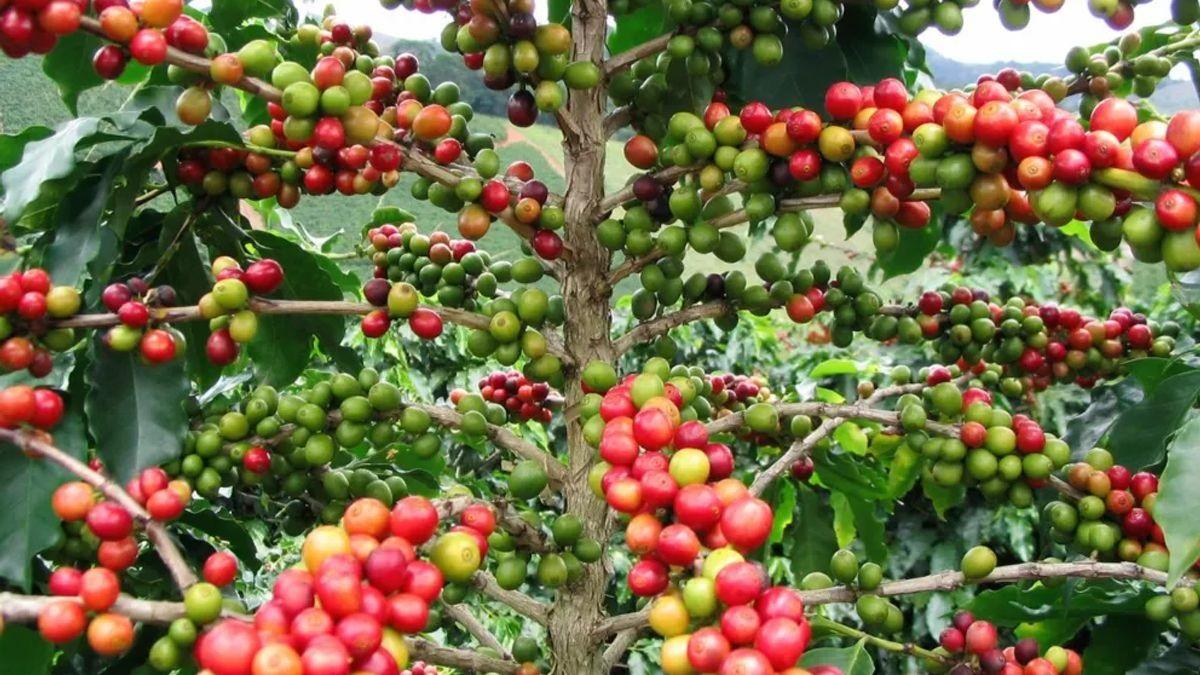 Cómo es el programa provincial que busca impulsar la producción de café en Tucumán
