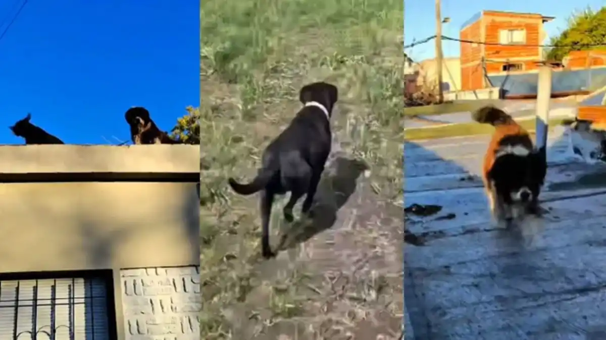 Rescataron a lo perros que quedaron abandonados en la casa del triple crimen de Florencio Varela