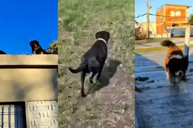 Video: así rescataron a lo perros que quedaron abandonados en la casa del triple crimen de Florencio Varela