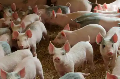 Sector porcino: el BICE ya dio $ 6.000 millones en créditos