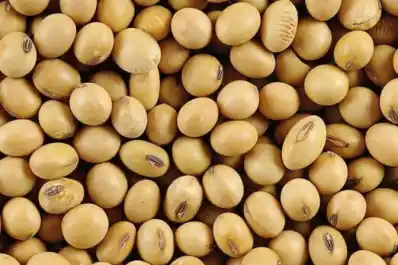 Soja: Neogen apunta a ocupar 2,5 millones de hectáreas en 2029