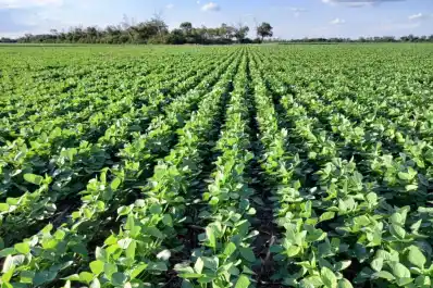 La Eeaoc alerta sobre un fuerte aumento del monocultivo de soja