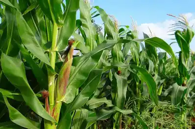 Sector granario: las temperaturas máximas de febrero superaron la media histórica del mes y los registros de enero