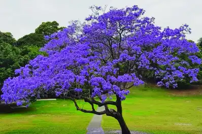 Plantas nativas: la tendencia que llena tu jardín de mariposas y colibríes