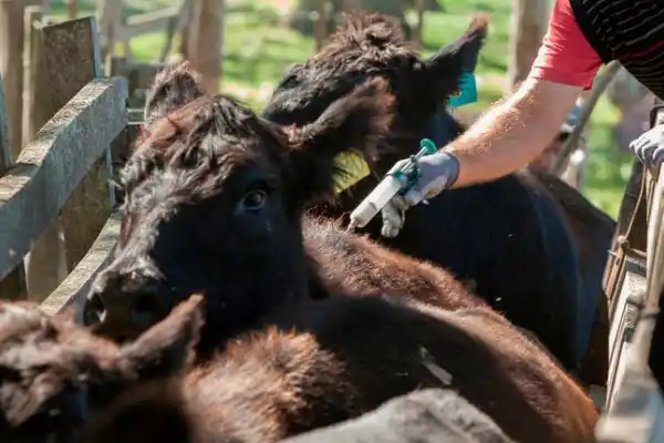Aftosa: el 13 arranca la segunda campaña anual de vacunación